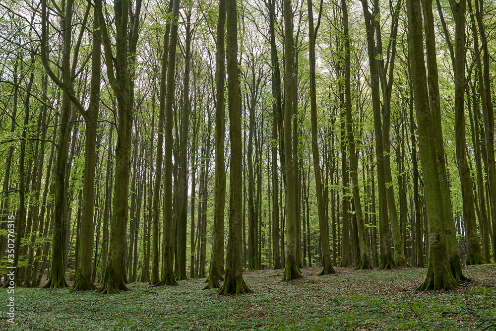 beautiful german beech forest, fresh green landscape with big beech trees in a forest in summer on sunny day, Small green plants and red brown leaves on the ground, germany, island Rügen, summer beautiful german beech forest, fresh green landscape with big beech trees in a forest in summer on sunny day, Small green plants and red brown leaves on the ground, germany, island Rügen, summer