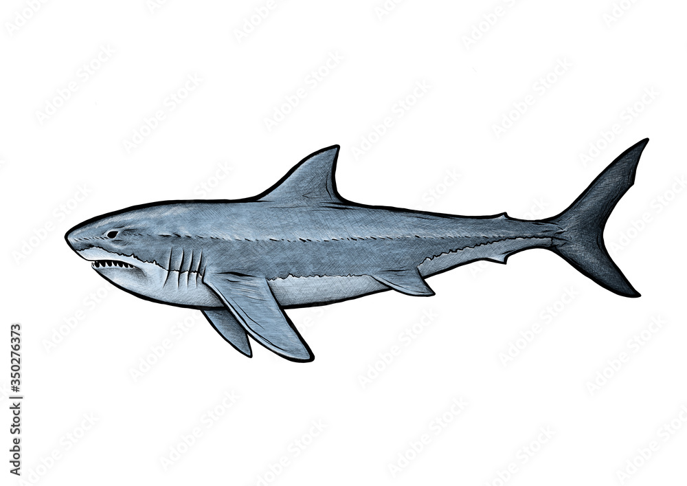Fototapeta premium Shark illustration