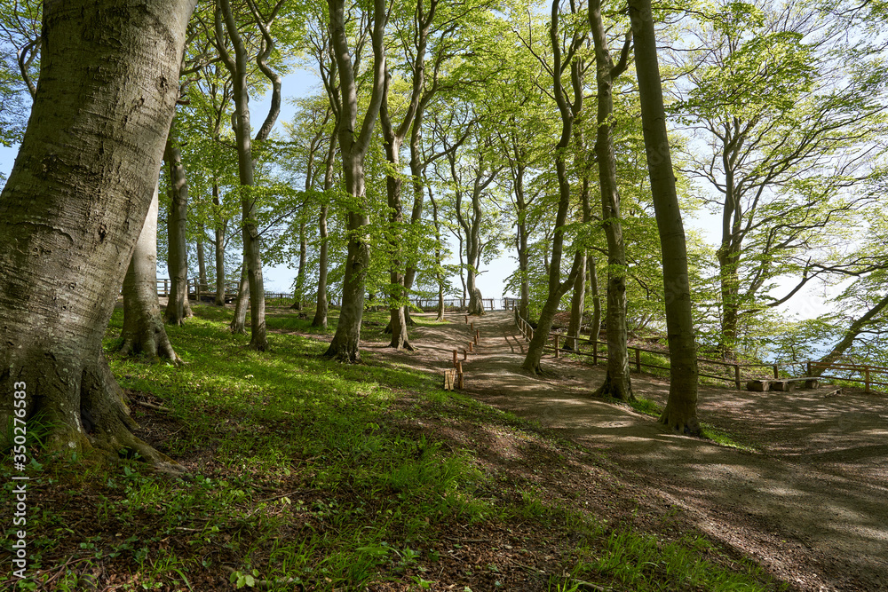 beautiful german beech forest, green landscape with beech trees in a forest in the spring, walking path through trees in forest with green moss on the roots , germany, island Rügen, victoria outlook