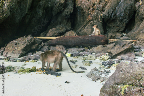Wild beach monkeys, meal time, waiting island visitors