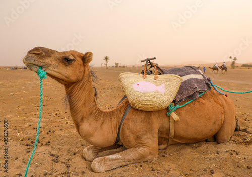 Camel. Merzouga Morocco.