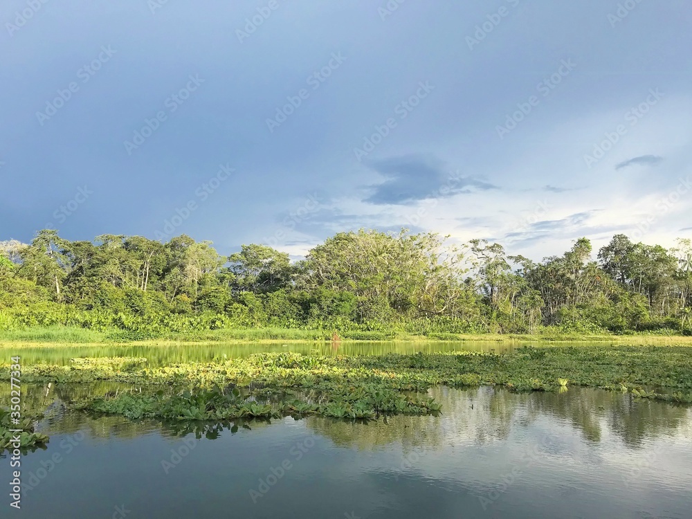 rainforest lagoon amazonia