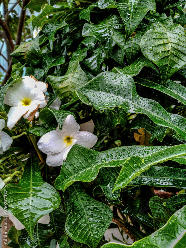 Wet plumeria flowers and leafs in rainy season which is capture in garden Wet plumeria flowers and leafs in rainy season which is capture in garden