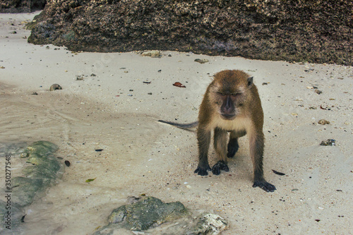 Brown monkey become ungry to photographer
