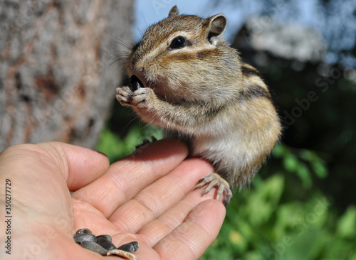 The next visit of a wild, but friendly and sociable chipmunk to his friends in the woods in the country