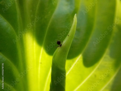 an ant on a green leaf