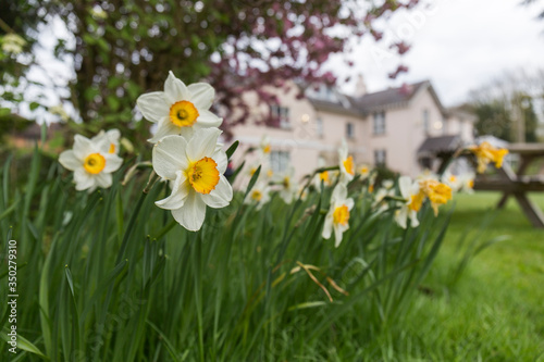 closeup of daffodils, white and yellow flowers