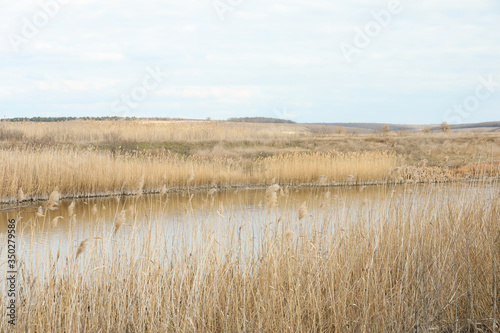 Picturesque view of river bank with reeds
