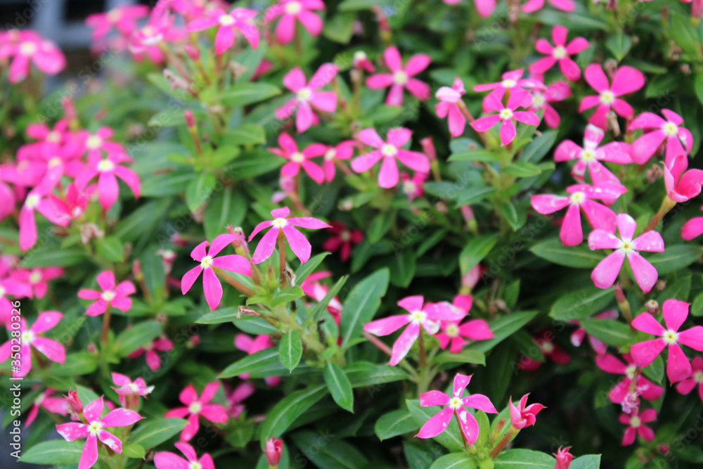 Pink Catharanthus Hybrid Flowers