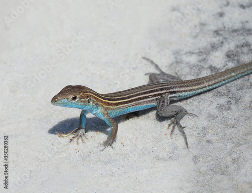 Closeup of a Male Six-Lined Racerunner Whiptail Lizard