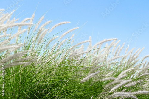 Fourtain grass in nature agent blue sky photo