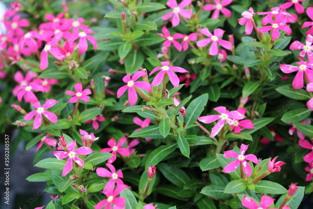 Pink Catharanthus Hybrid Flowers Pink Catharanthus Hybrid Flowers