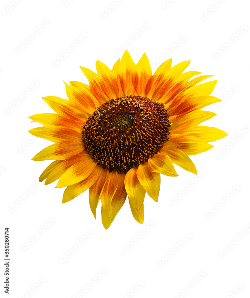 Fototapeta premium Huge Focus Stacked Sunflower Isolated on White