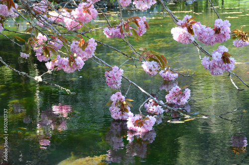 Branches of blooming sakura over the water. Sakura blossom in Hatley Park Garden, Vancouver Island.  photo
