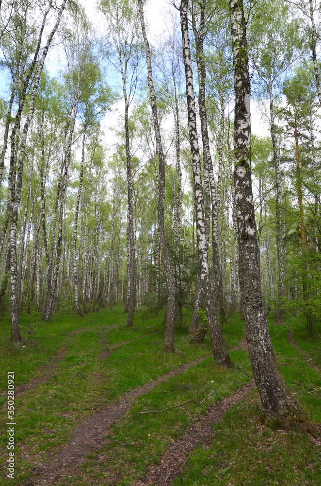 Fototapeta premium Birch trees woods