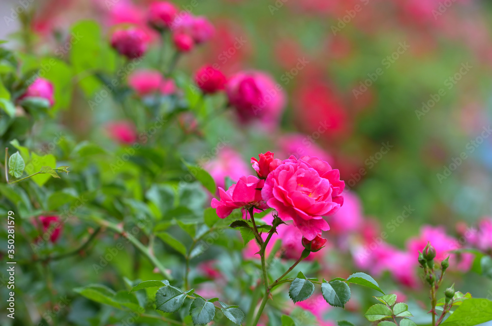 Closeup of  pink rose blossoming in the garden