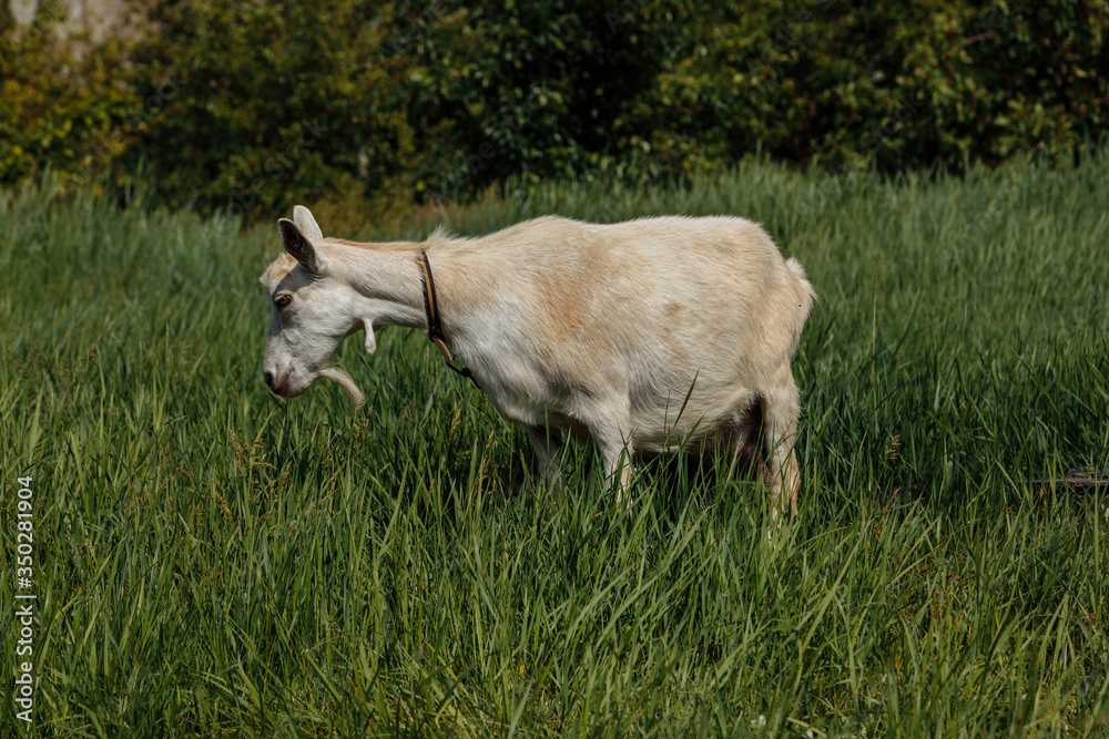 a milch goat on a pasture, a green meadow, against a background of blue sky and green trees a milch goat on a pasture, a green meadow, against a background of blue sky and green trees
