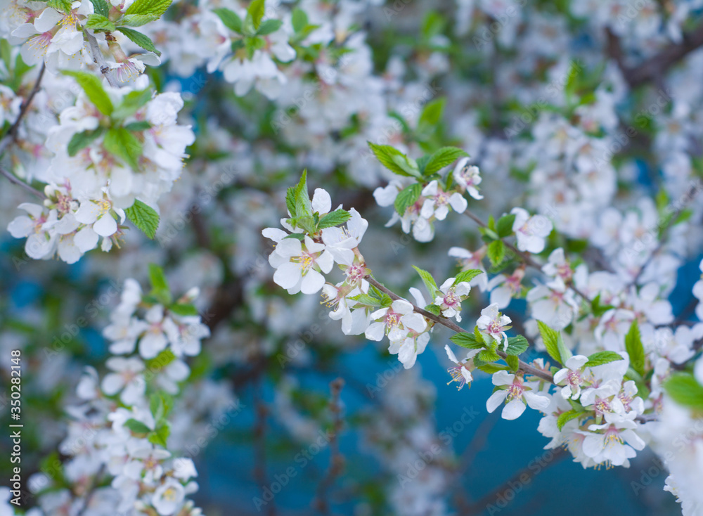 The background of the spring flowering. Beautiful nature blooming trees. Sunny day. Spring flowers. Beautiful garden. Abstract blurred background. In spring