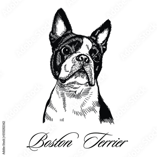 Fotografia Boston Terrier hand drawn vector illustration, isolated