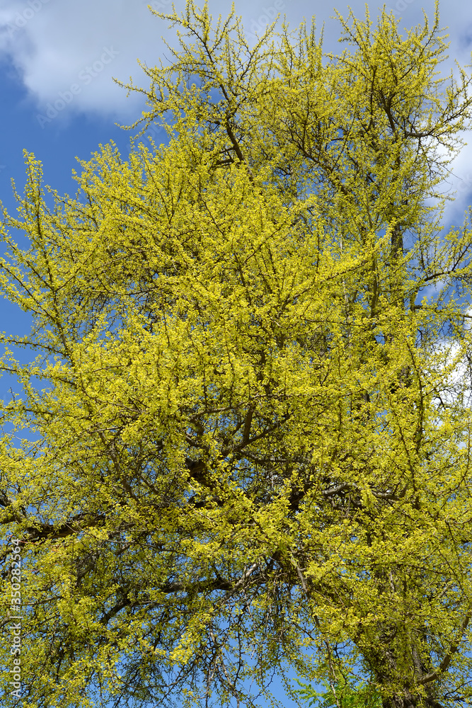Crown ginkgo biloba L. with young spring leaves Crown ginkgo biloba L. with young spring leaves