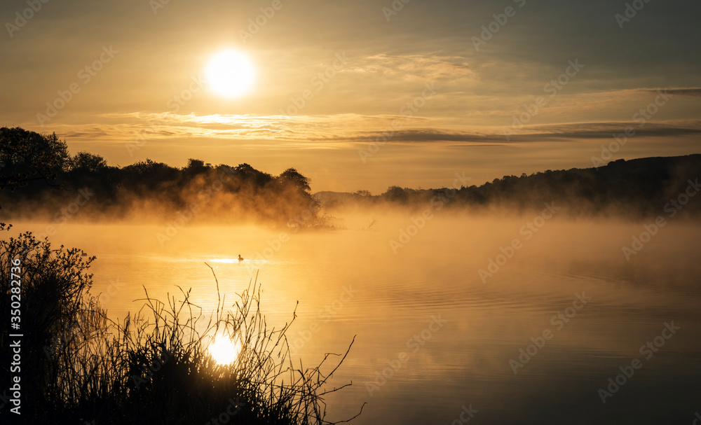 Fototapeta premium Misty, Trees, Castle Semple Loch, Renfrewshire, Scotland