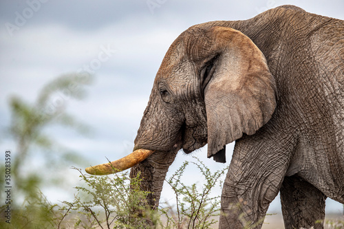 Photography An elephant eats vegetation in the brush in Etosha National Park