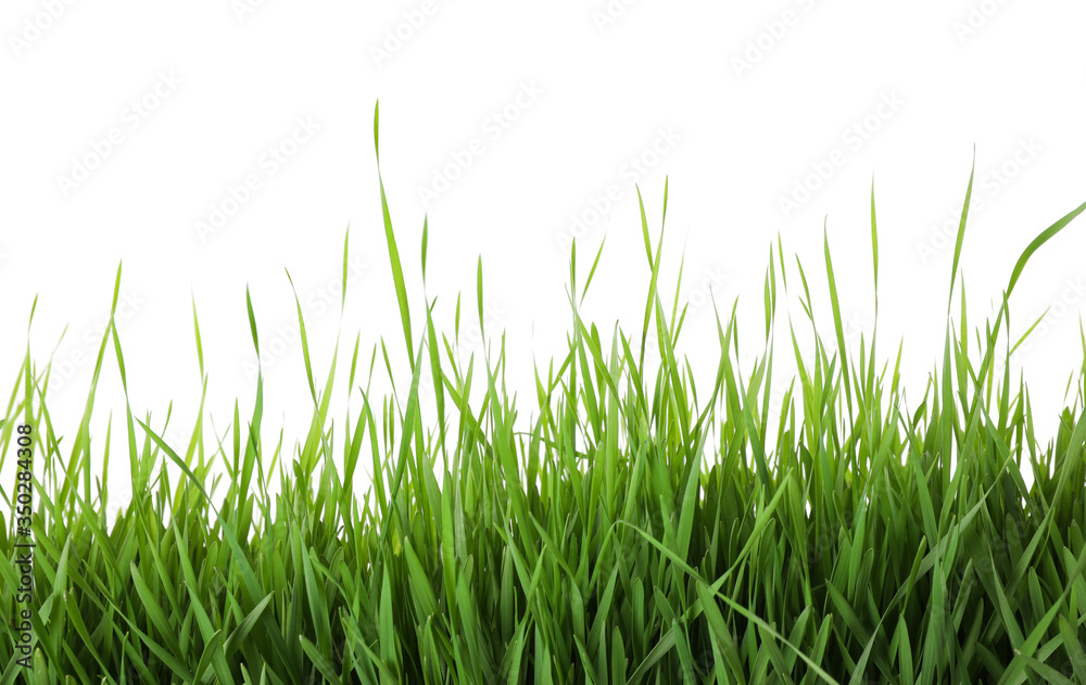 Fresh green grass on white background. Spring season Fresh green grass on white background. Spring season