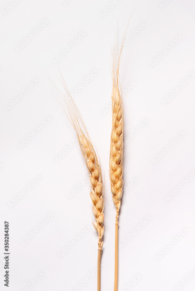 Ears of wheat on white background Ears of wheat on white background