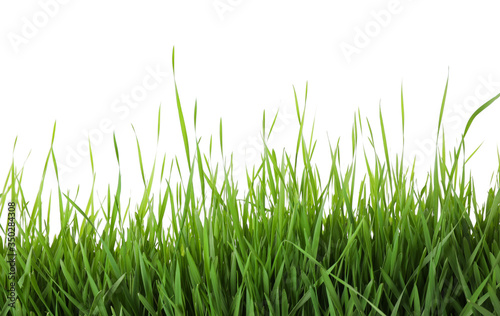 Fresh green grass on white background. Spring season