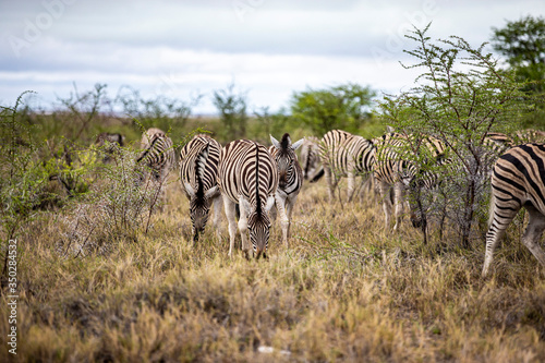 Zebra   s graze in Etosha National Park