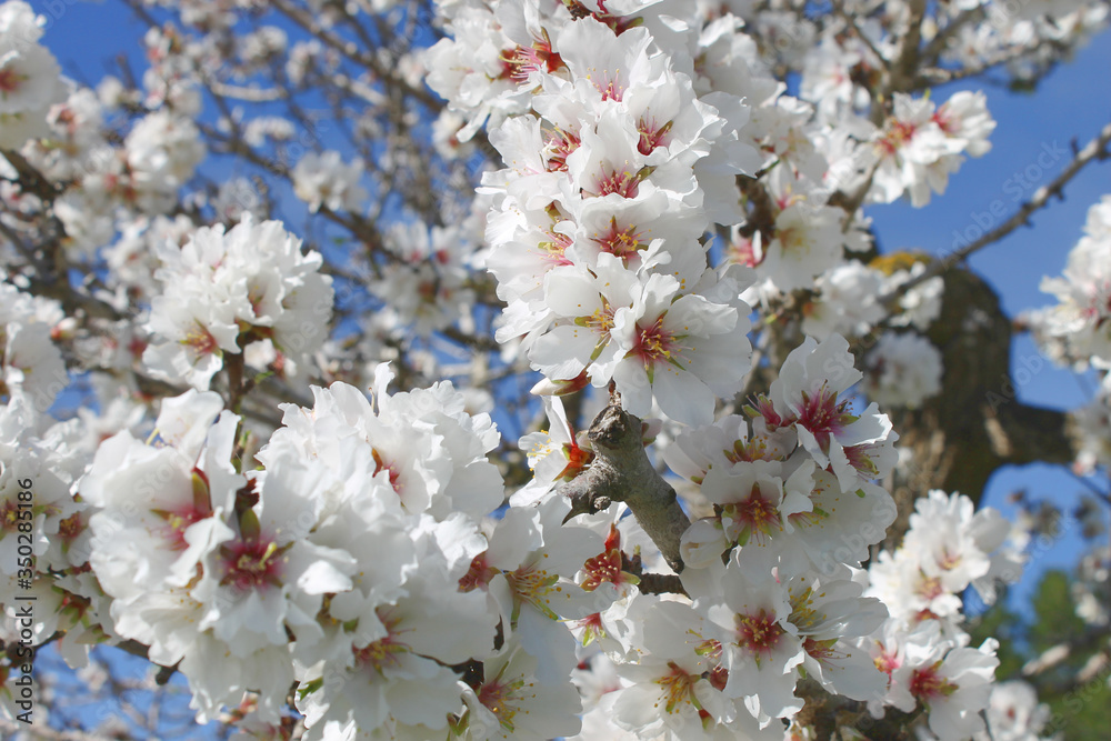Obraz premium Almond blossom 