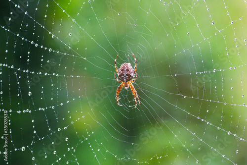 cross spider seen from above on a web with dew drops and green background