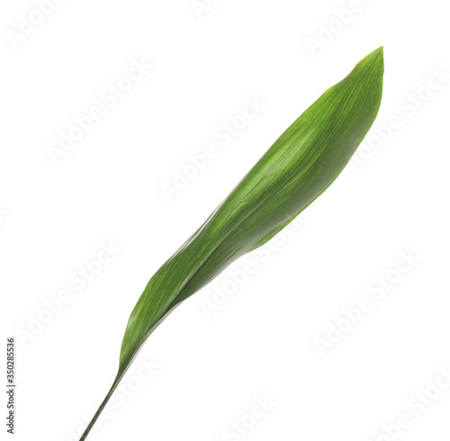 Fototapeta Naklejka Na Ścianę i Meble -  Fresh green tropical leaf isolated on white