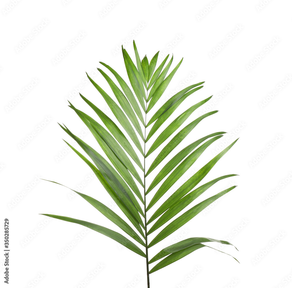 Obraz premium Fresh green tropical leaf isolated on white