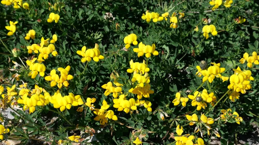 Fleur jaune sauvage corniculatus