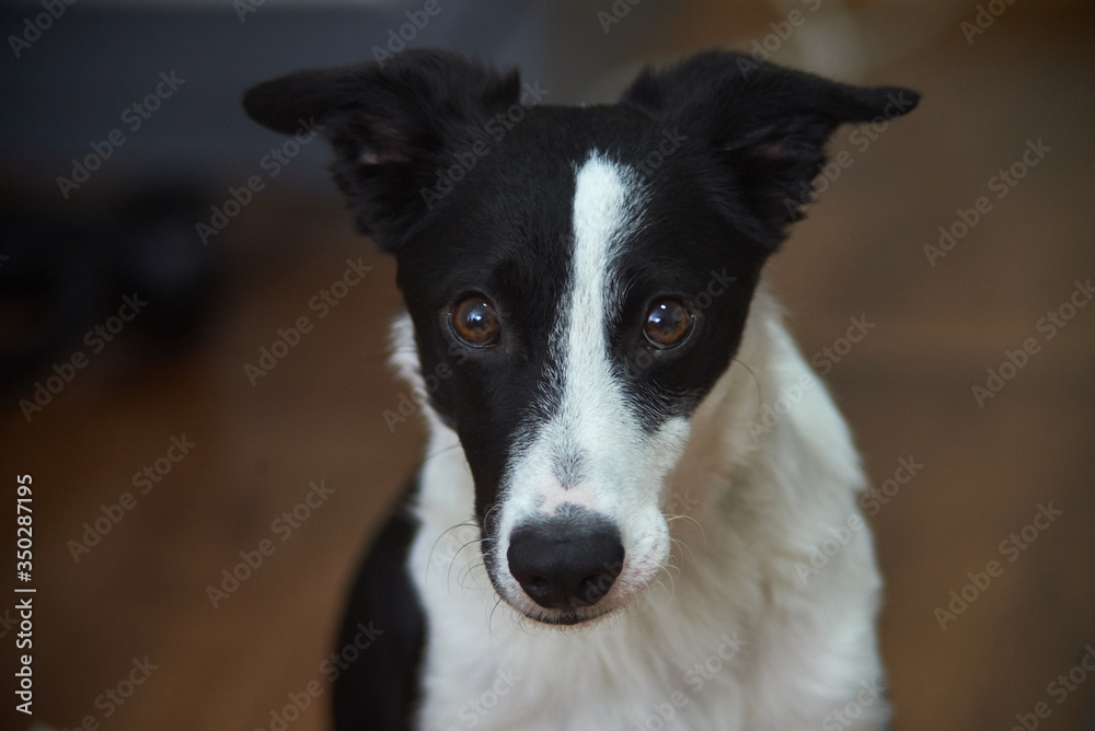 The cute collie dog