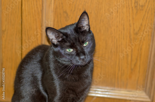 portrait of a black cat with green eyes on a wardrobe wall background