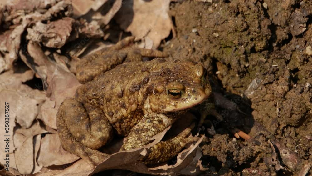 European common toad (Bufo bufo) turns towards the camera. European common toad (Bufo bufo) turns towards the camera.