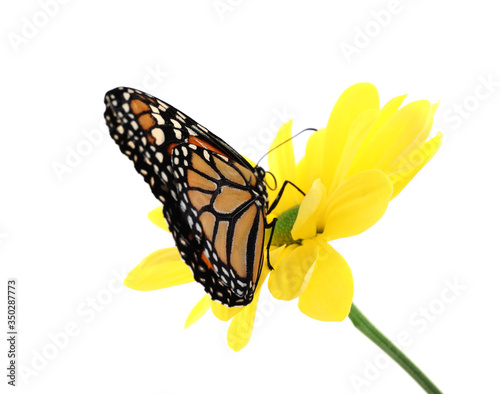 Flower with beautiful monarch butterfly isolated on white