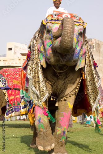 Colorful elephant , festival , Jaipur, Rajasthan, India © N | R
