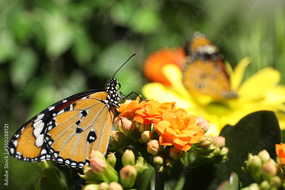 Beautiful painted lady butterfly on flower in garden Beautiful painted lady butterfly on flower in garden