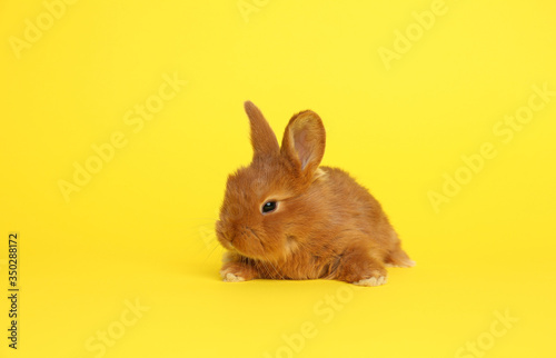 Adorable fluffy bunny on yellow background. Easter symbol