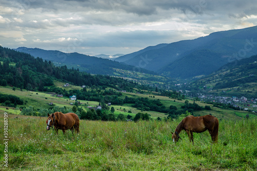 Horses on a beautiful pasture in the mountains