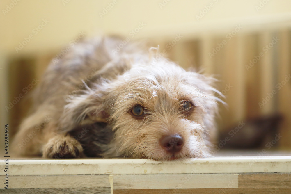 littel dog want to sleep in the house, Cute puppy dog pet are sleep on