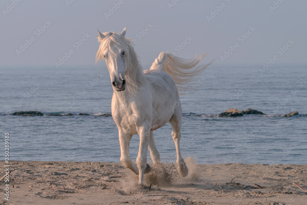 White Stallion Running on the Beach