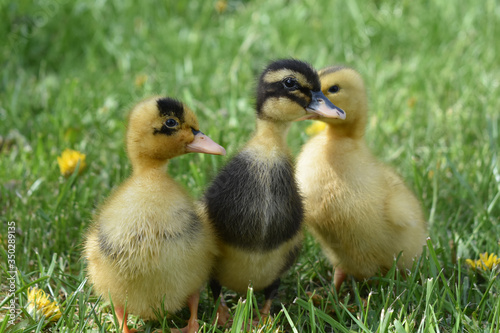 Ducklings on a grass background