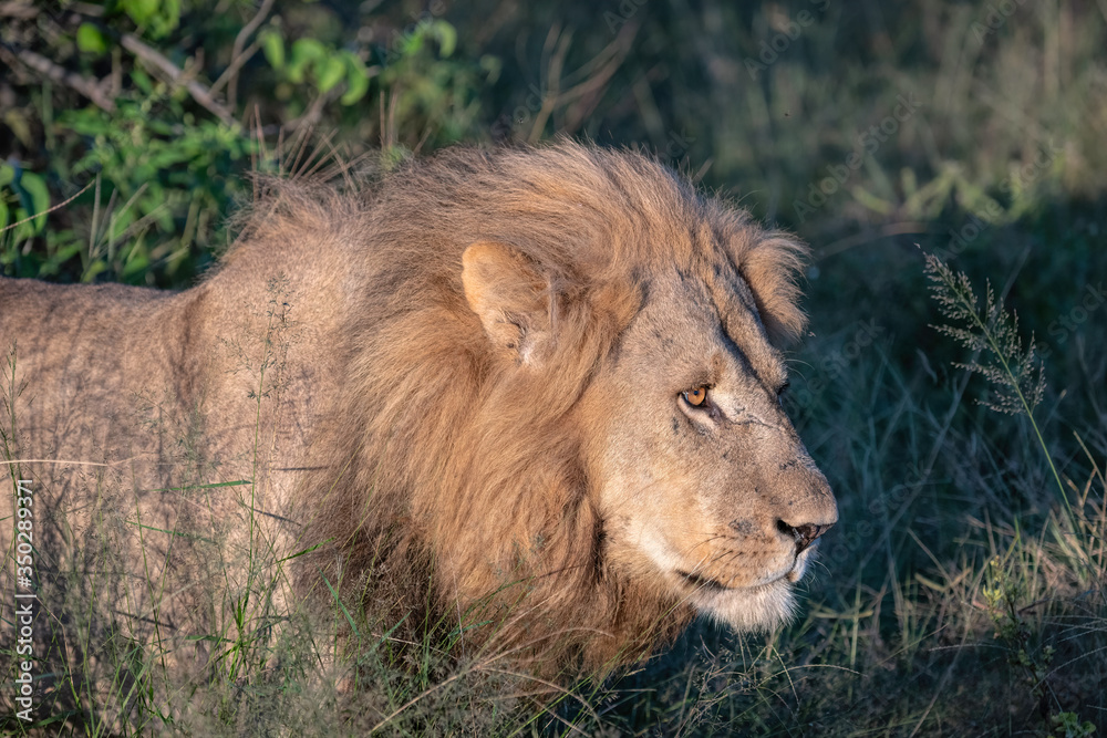 Close up of a large male lion walking through the tall grasses on the Botswana savannah