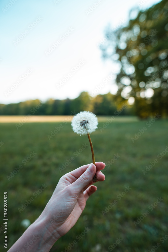 Fototapeta premium Pusteblume in der Hand, runde Blume, Löwenzahn, der gewöhnliche Löwenzahn,