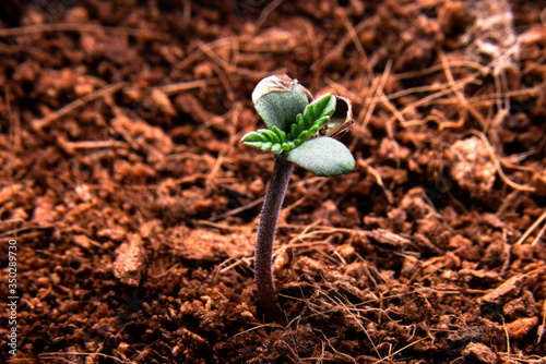 Cannabis Seeds sprouting to plants