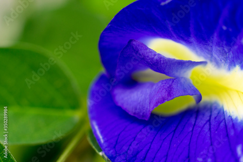 Blue Clitoria ternatea, aprajita  Flower Closeup photo